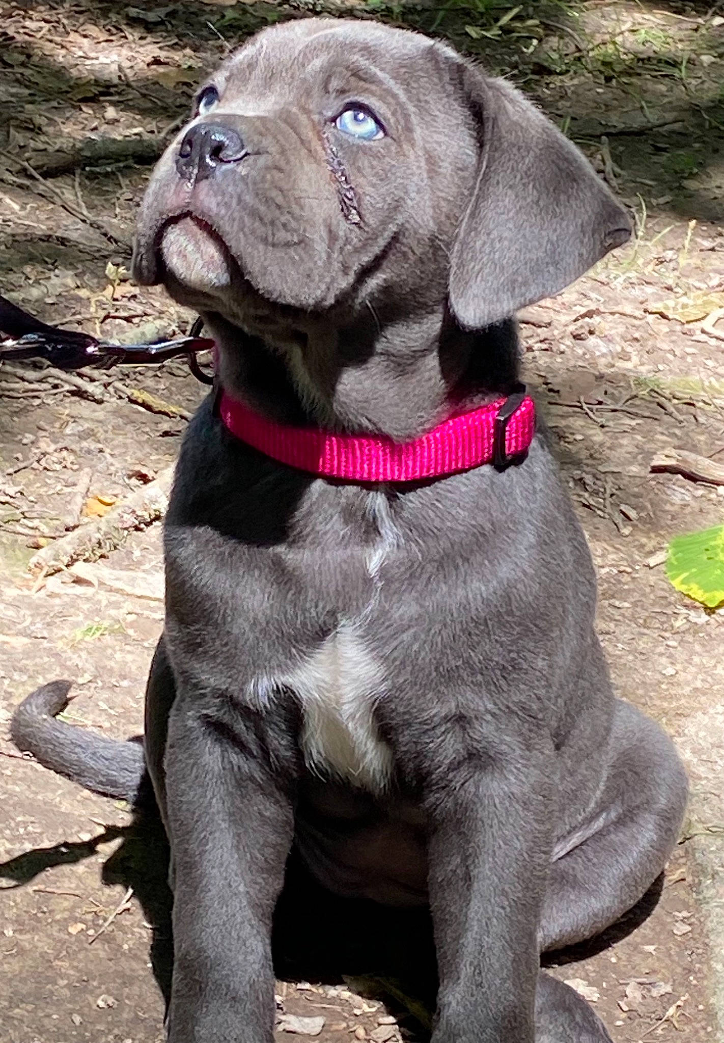 Skyla a rejoint le concours — aidez-le/la à gagner de superbes lots ! carnivore, collar, companion_dog, dog, dog_breed, dog_collar, dog_supply, fawn, gun_dog, hunting_dog, leash, liver, non_sporting_group, pet_supply, snout, sporting_group, tail, terrestrial_animal, working_animal