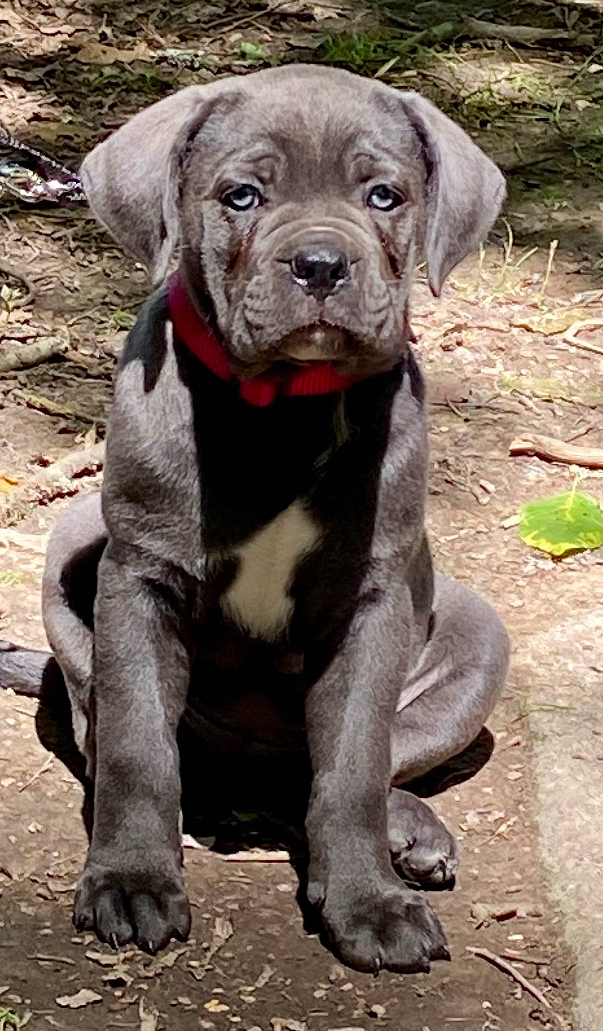 Skyla a rejoint le concours — aidez-le/la à gagner de superbes lots ! borador, canidae, carnivore, collar, companion_dog, dog, dog_breed, dog_collar, fawn, fur, grass, hunting_dog, liver, non_sporting_group, plant, sporting_group, terrestrial_animal, whiskers, working_animal, working_dog