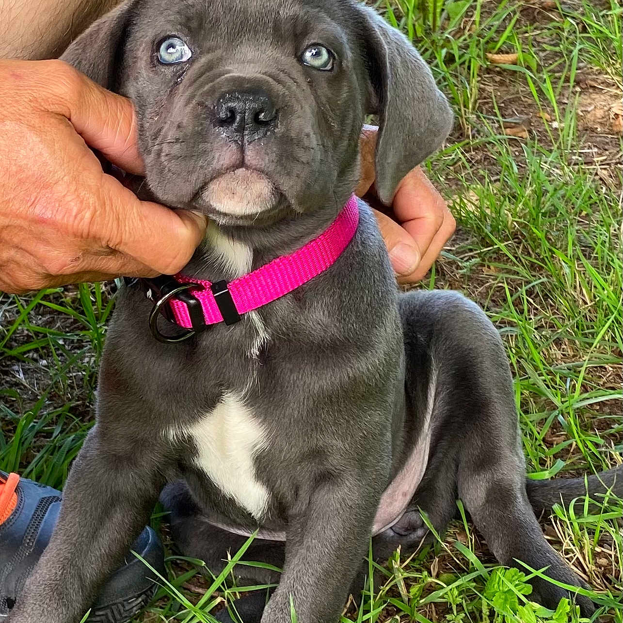 Skyla