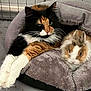 cat, rabbit, pet_bed, calico_cat, fluffy, cozy, indoor, animal, furry, resting, cute, companion_animals, snuggling, relaxed, domestic, cute_animals, soft_texture, close_up, two_animals, animal_portrait