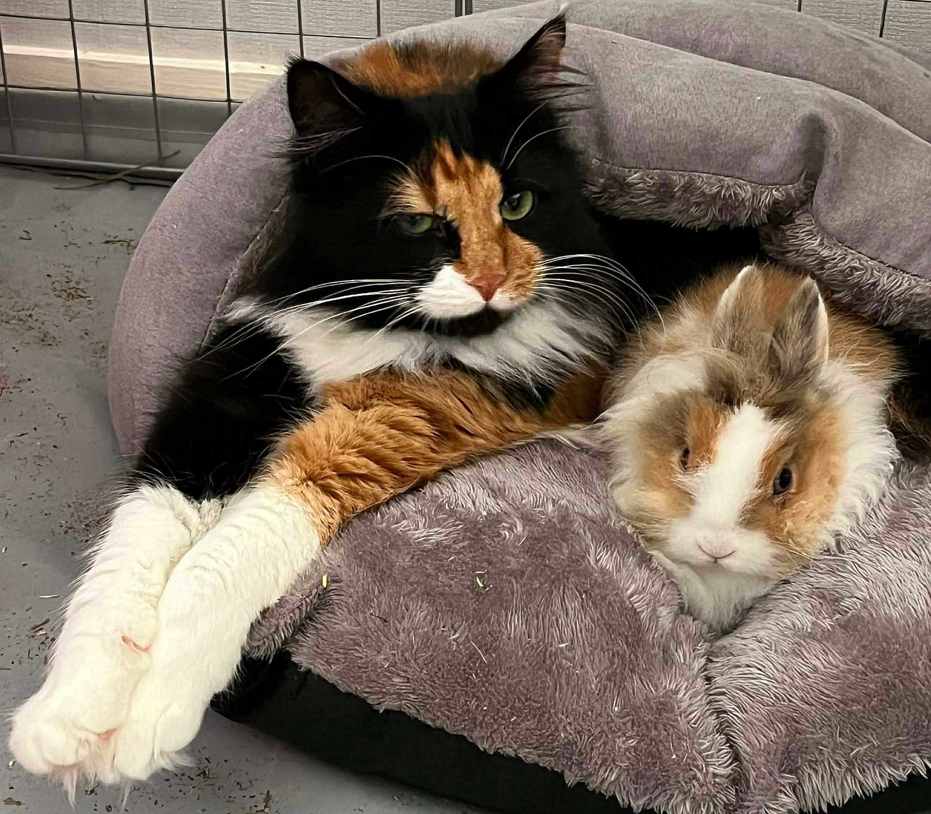 Chouchou a rejoint le concours — aidez-le/la à gagner de superbes lots ! cat, rabbit, pet_bed, calico_cat, fluffy, cozy, indoor, animal, furry, resting, cute, companion_animals, snuggling, relaxed, domestic, cute_animals, soft_texture, close_up, two_animals, animal_portrait