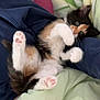 animal, bed, blanket, calico, cat, cozy, cute, domestic_animal, feline, fur, indoor, kitten, lying_down, paw, pet, pink_paw_pads, playing, resting, sleepy, soft