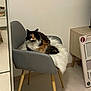 animal, calico, cat, chair, cozy, domestic, floor, fluffy, fur, furniture, gray, indoor, minimalist, pet, relaxed, resting, room, side_view, white, wooden_legs