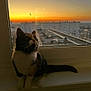animal, building, calico, cat, contemplative, evening, feline, light, orange, outdoor, pet, quiet, rooftop, silhouette, sky, sunset, urban, window, windowsill, yellow