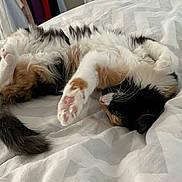 Chouchou participe au concours pour gagner de l'argent avec cette photo : animal, bed, calico, cat, cozy, cute, domestic_cat, feline, fluffy, fur, indoor, paws, pet, relaxed, resting, sleeping, soft, stretching, whiskers, white_bedding