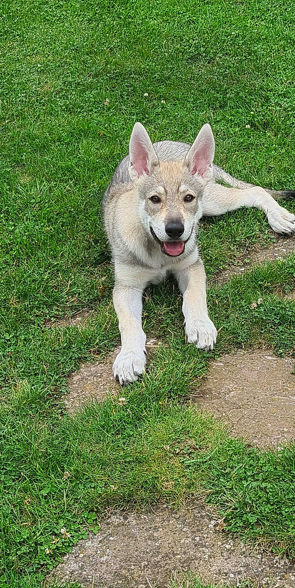 Tyson participe au concours pour gagner de l'argent avec cette photo : canidae, carnivore, carolina_dog, czechoslovakian_wolfdog, dog, dog_breed, fawn, grass, kunming_wolfdog, mammal, native_american_indian_dog, northern_inuit_dog, norwegian_buhund, rare_breed_dog, saarloos_wolfdog, siberian_husky, swedish_vallhund, tamaskan_dog, vertebrate, wolfdog