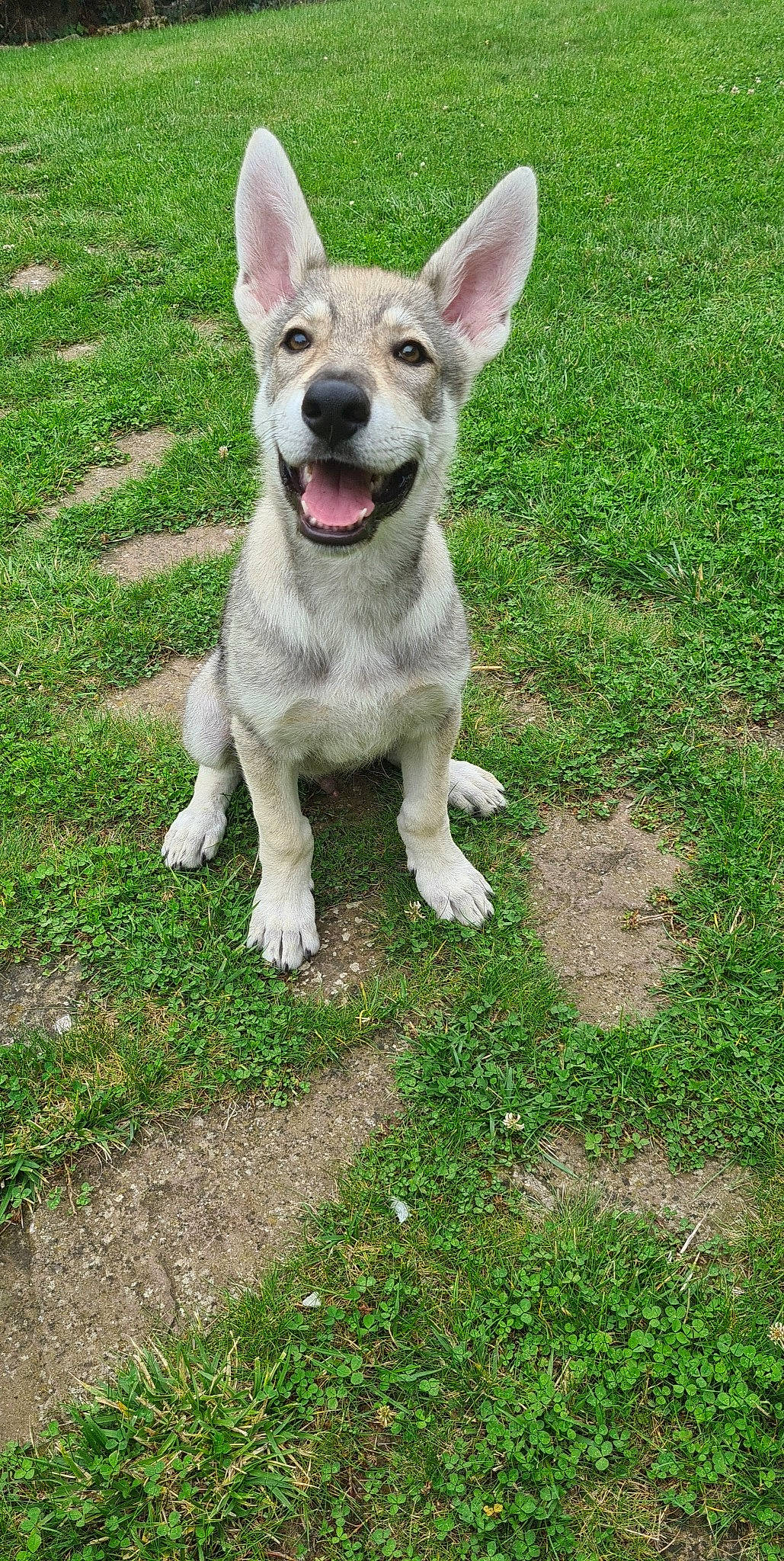 Tyson participe au concours pour gagner de l'argent avec cette photo : canidae, carnivore, carolina_dog, companion_dog, czechoslovakian_wolfdog, dog, dog_breed, fawn, grass, mammal, northern_inuit_dog, rare_breed_dog, saarloos_wolfdog, snout, sporting_group, swedish_vallhund, tail, vertebrate, wolfdog
