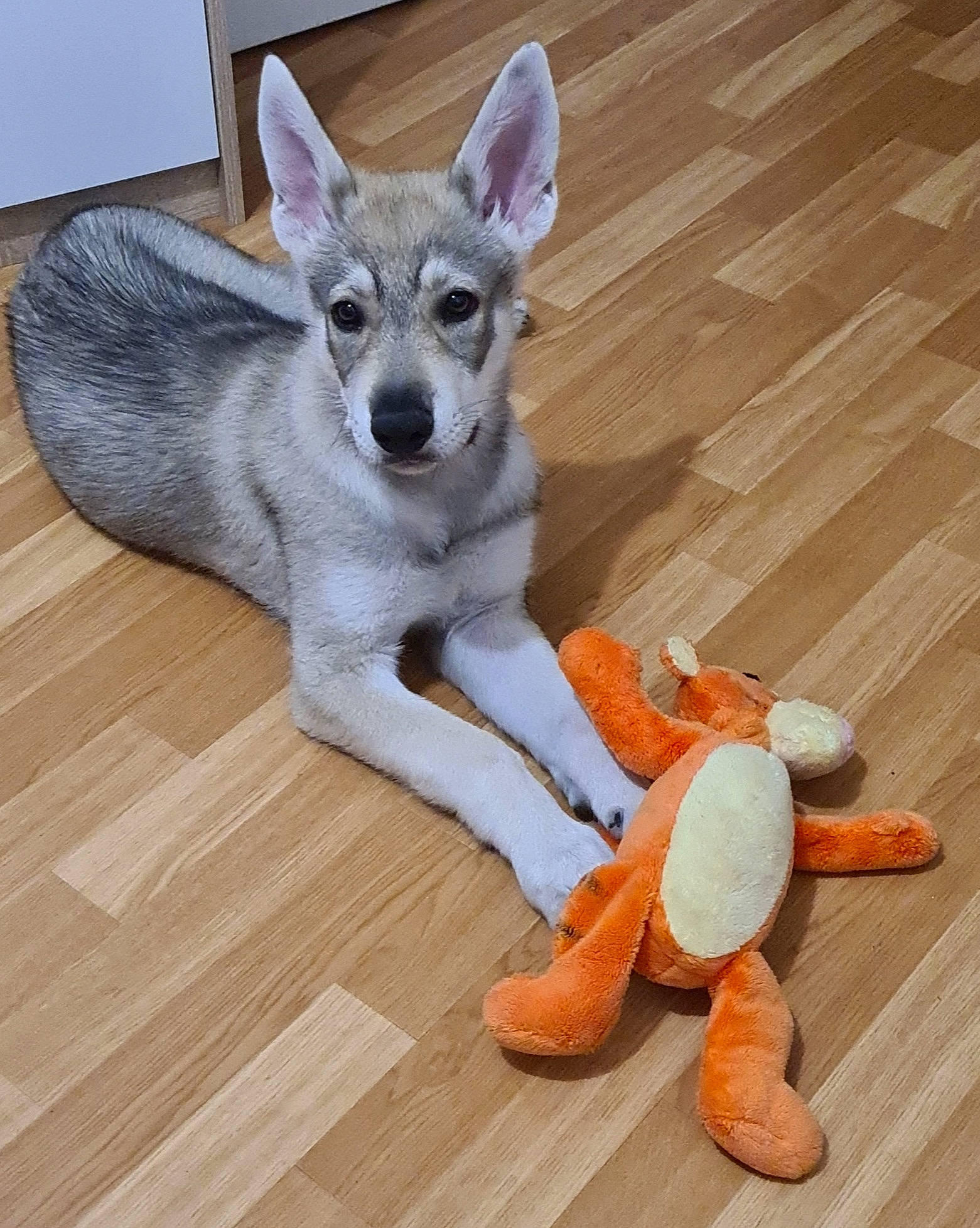 Tyson a rejoint le concours — aidez-le/la à gagner de superbes lots ! canidae, canis, carnivore, carolina_dog, czechoslovakian_wolfdog, dog, dog_breed, fawn, floor, flooring, mammal, northern_inuit_dog, saarloos_wolfdog, swedish_vallhund, tail, tamaskan_dog, vertebrate, whiskers, wolfdog