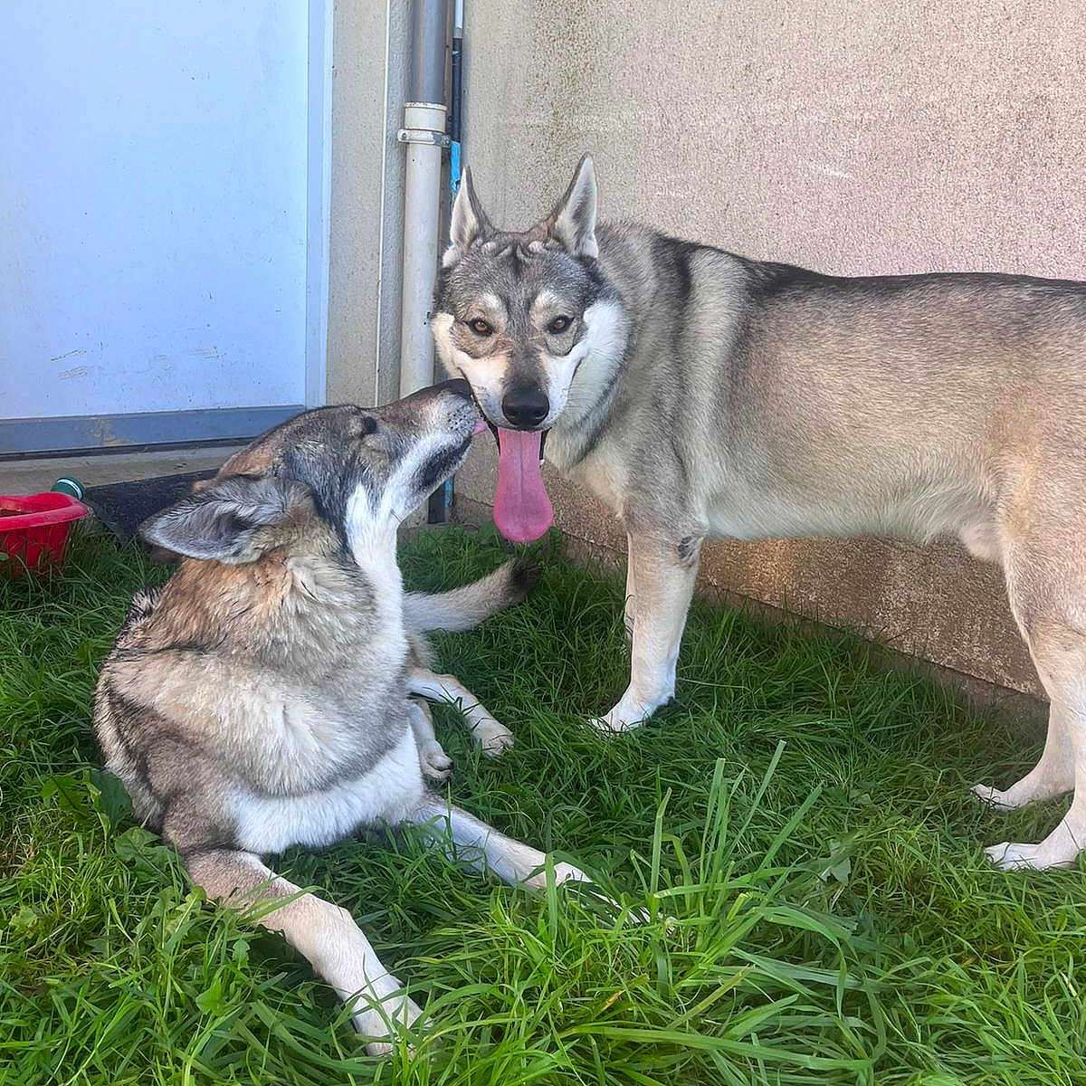 Tyson participe au concours pour gagner de l'argent avec cette photo : animal, architecture, bodypart, building, canine, dog, face, grass, head, herbal, herbs, husky, mouth, outdoors, person, pet, photography, plant, puppy, shelter