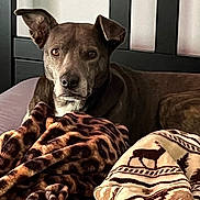 Melba joined the competition — help win amazing prizes! animal, bed, blanket, brown_dog, brown_fur, canine, comfort, cozy, dog, domestic, fur, headboard, home, indoor, looking, patterned_blanket, pet, portrait, relaxed, resting