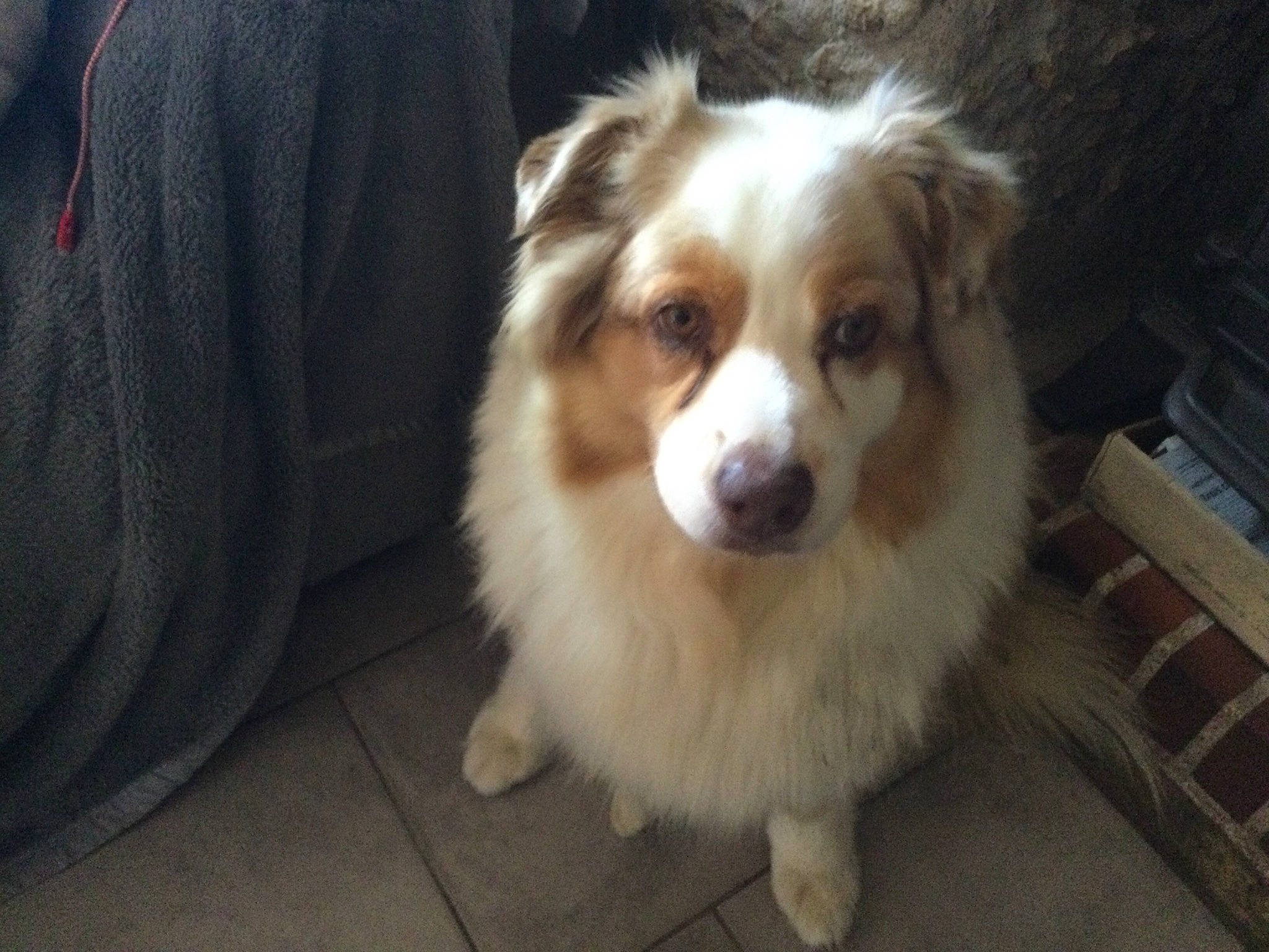 Bella a rejoint le concours — aidez-le/la à gagner de superbes lots ! ancient_dog_breeds, australian_collie, canidae, carnivore, companion_dog, dog, dog_breed, fawn, fur, grass, herding_dog, miniature_australian_shepherd, plant, puppy, sporting_group, terrestrial_animal, toy_dog, whiskers, working_dog