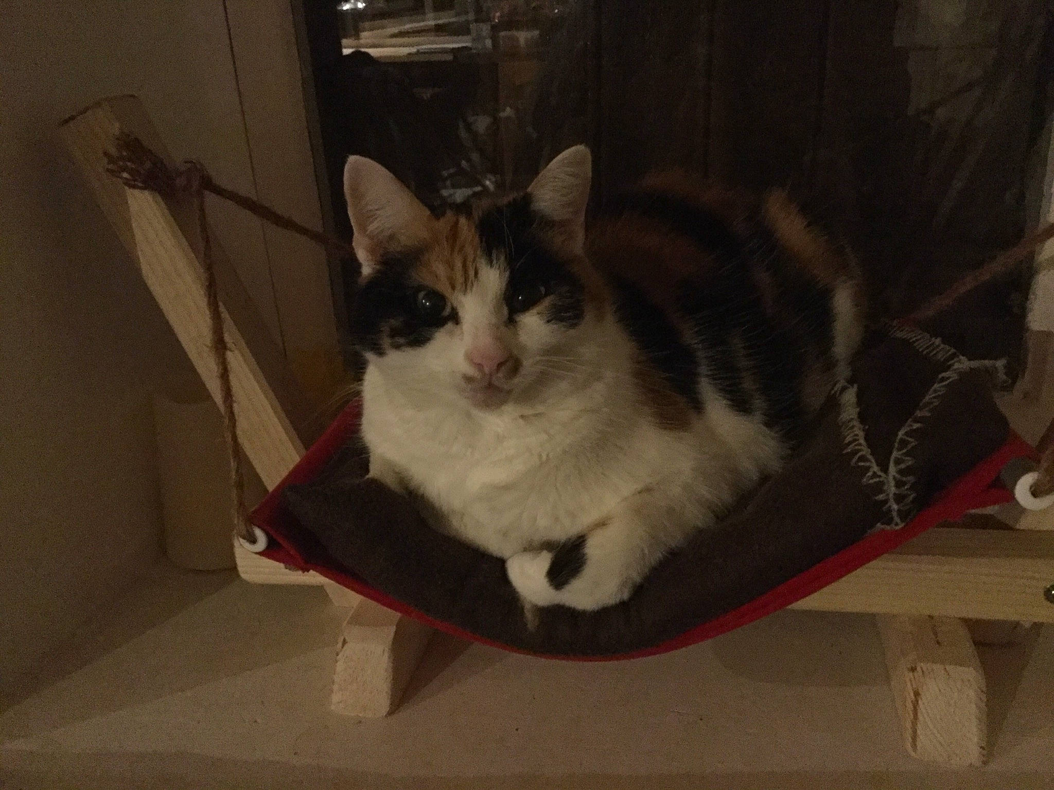 Lilou participe au concours pour gagner de l'argent avec cette photo : box, cardboard, carnivore, cat, comfort, domestic_short_haired_cat, felidae, fur, packaging_and_labeling, paw, peripheral, room, small_to_medium_sized_cats, tail, whiskers, wood