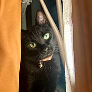 Bleu joined the competition — help win amazing prizes! cat, black_cat, green_eyes, curious, indoor, curtains, bell_collar, pet, animal, feline, closeup, portrait, window, soft_light, shadow, whiskers, fur, cozy, domestic, mystery