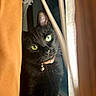 cat, black_cat, green_eyes, curious, indoor, curtains, bell_collar, pet, animal, feline, closeup, portrait, window, soft_light, shadow, whiskers, fur, cozy, domestic, mystery