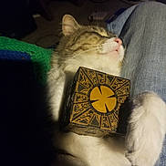 Buddy joined the competition — help win amazing prizes! cat, feline, pet, sleeping, resting, box, ornate, patterned, mystery_box, paws, fur, indoor, cozy, relaxed, couch, fabric, jeans, closeup, animal, domestic