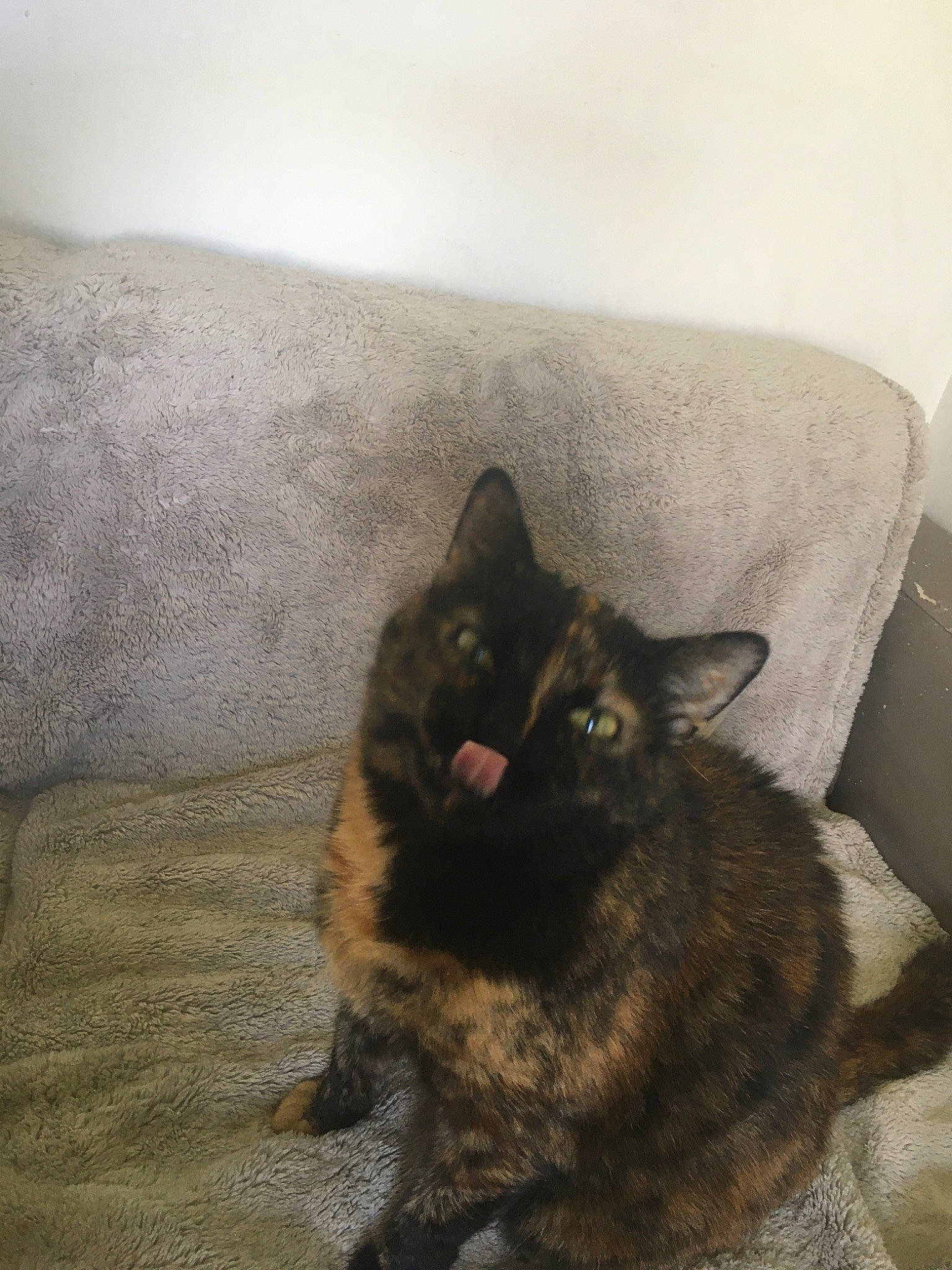 Dobby a rejoint le concours — aidez-le/la à gagner de superbes lots ! black_cat, canidae, carnivore, cat, dog_breed, felidae, small_to_medium_sized_cats, snout, whiskers