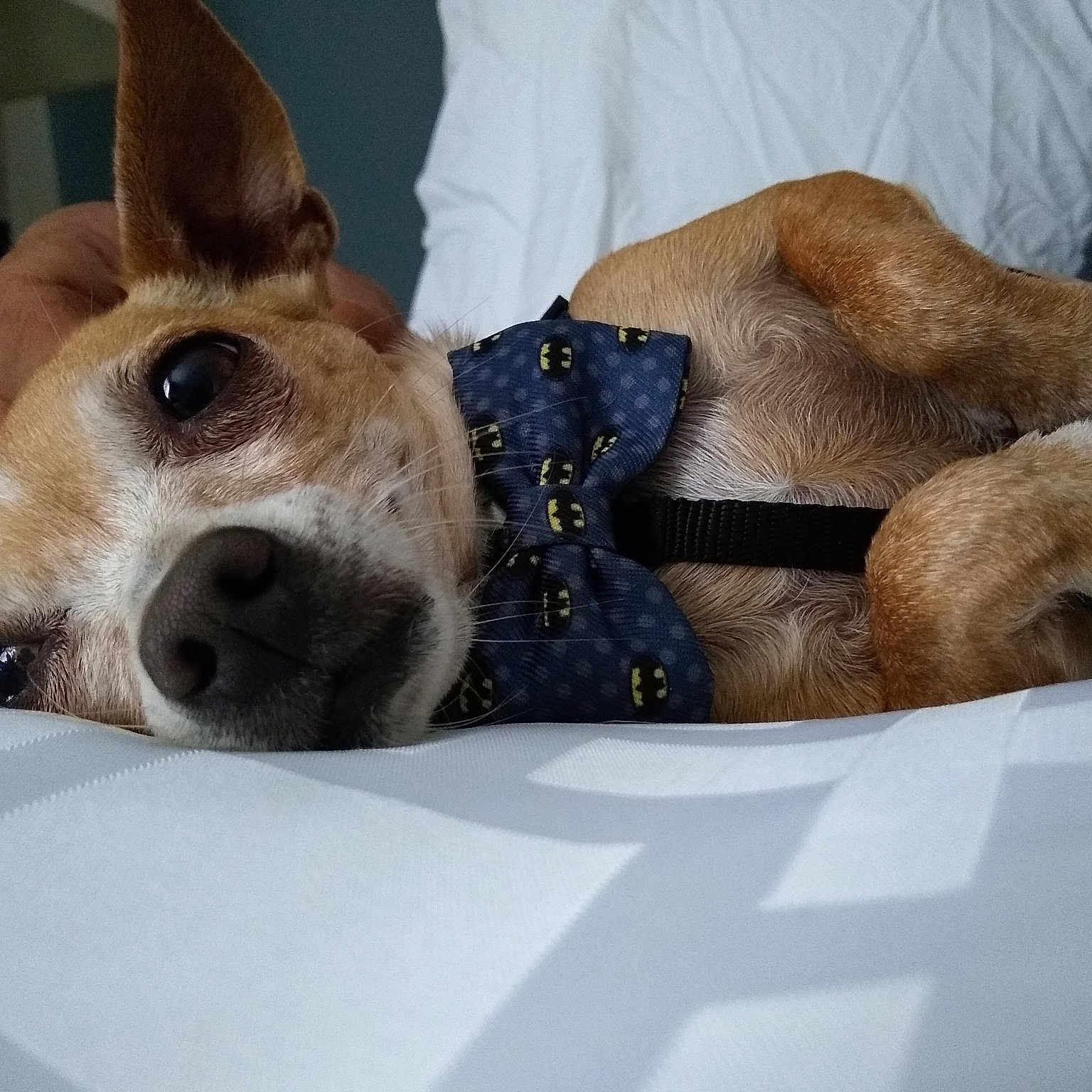 Sparky