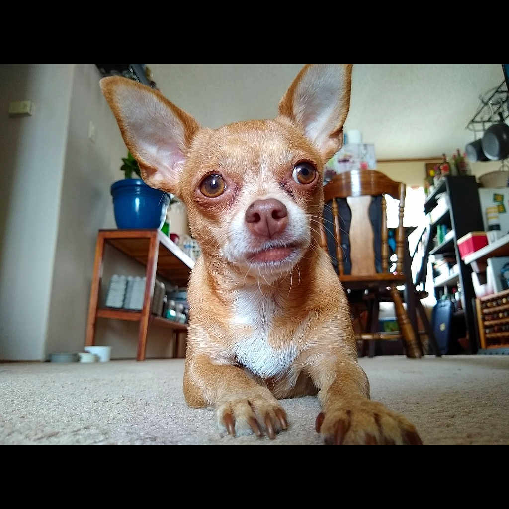 Ziva
