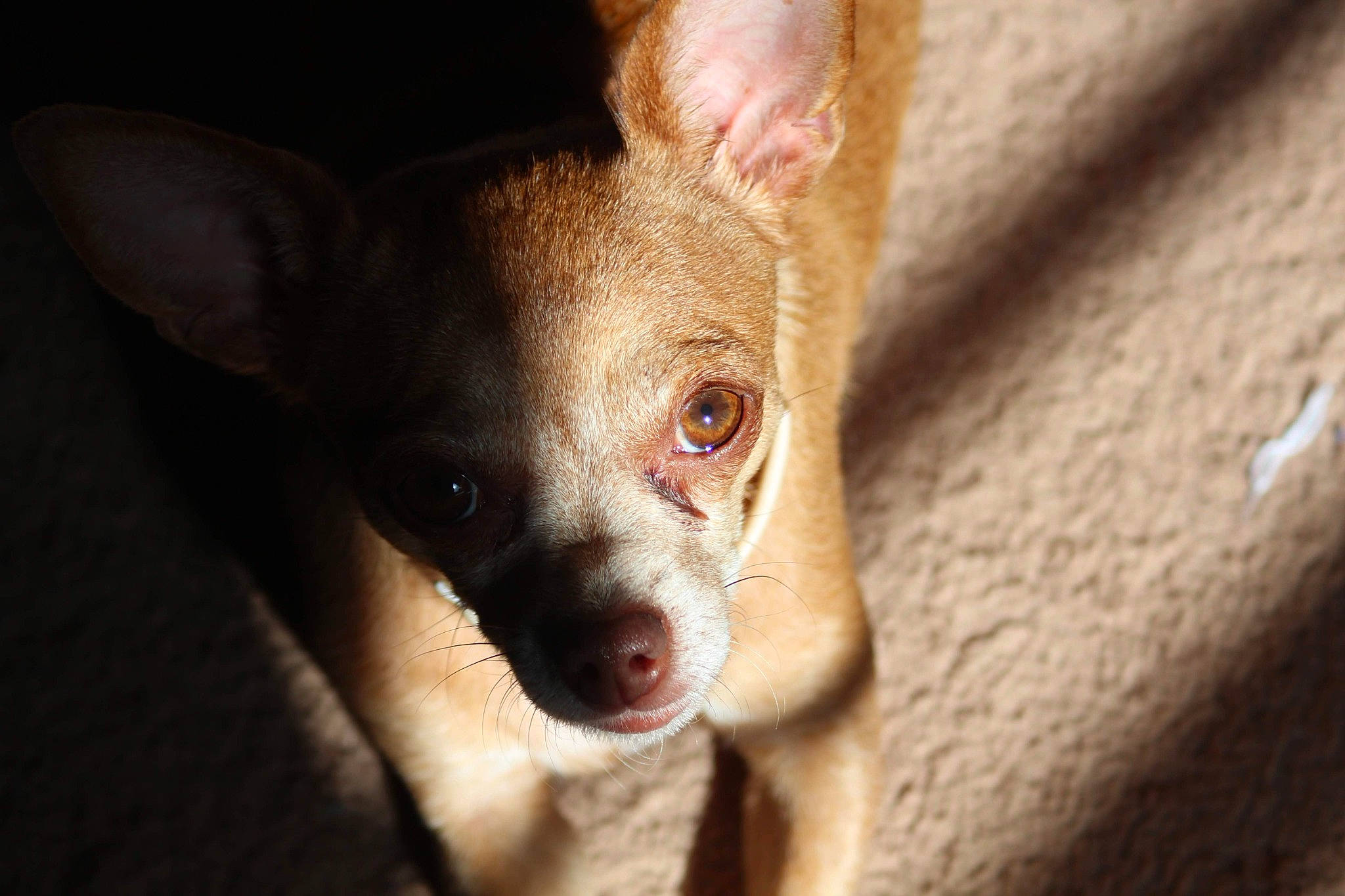 Ziva is registered to the contest to win money with this photo: canidae, carnivore, chihuahua, close_up, companion_dog, corgi_chihuahua, dog, dog_breed, ear, fur, non_sporting_group, puppy, russkiy_toy, snout, sporting_group, terrestrial_animal, terrestrial_plant, toy_dog, whiskers, wood