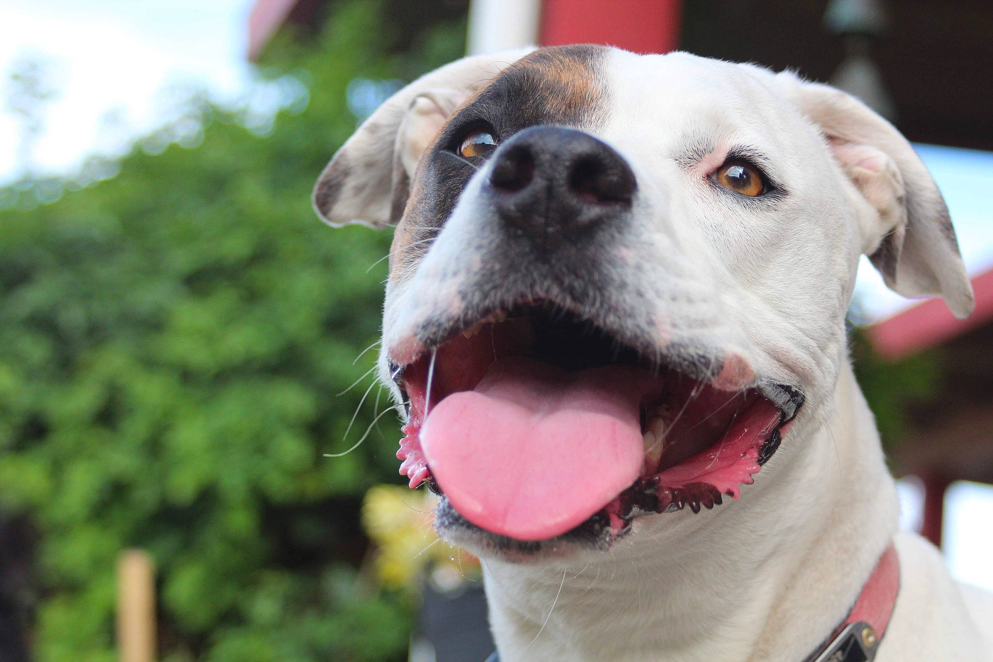 Pete joined the competition — help win amazing prizes! carnivore, collar, companion_dog, dog, dog_breed, dog_collar, dog_supply, fawn, fur, grass, guard_dog, jaw, leash, pet_supply, smile, snout, whiskers, working_animal, working_dog, wrinkle