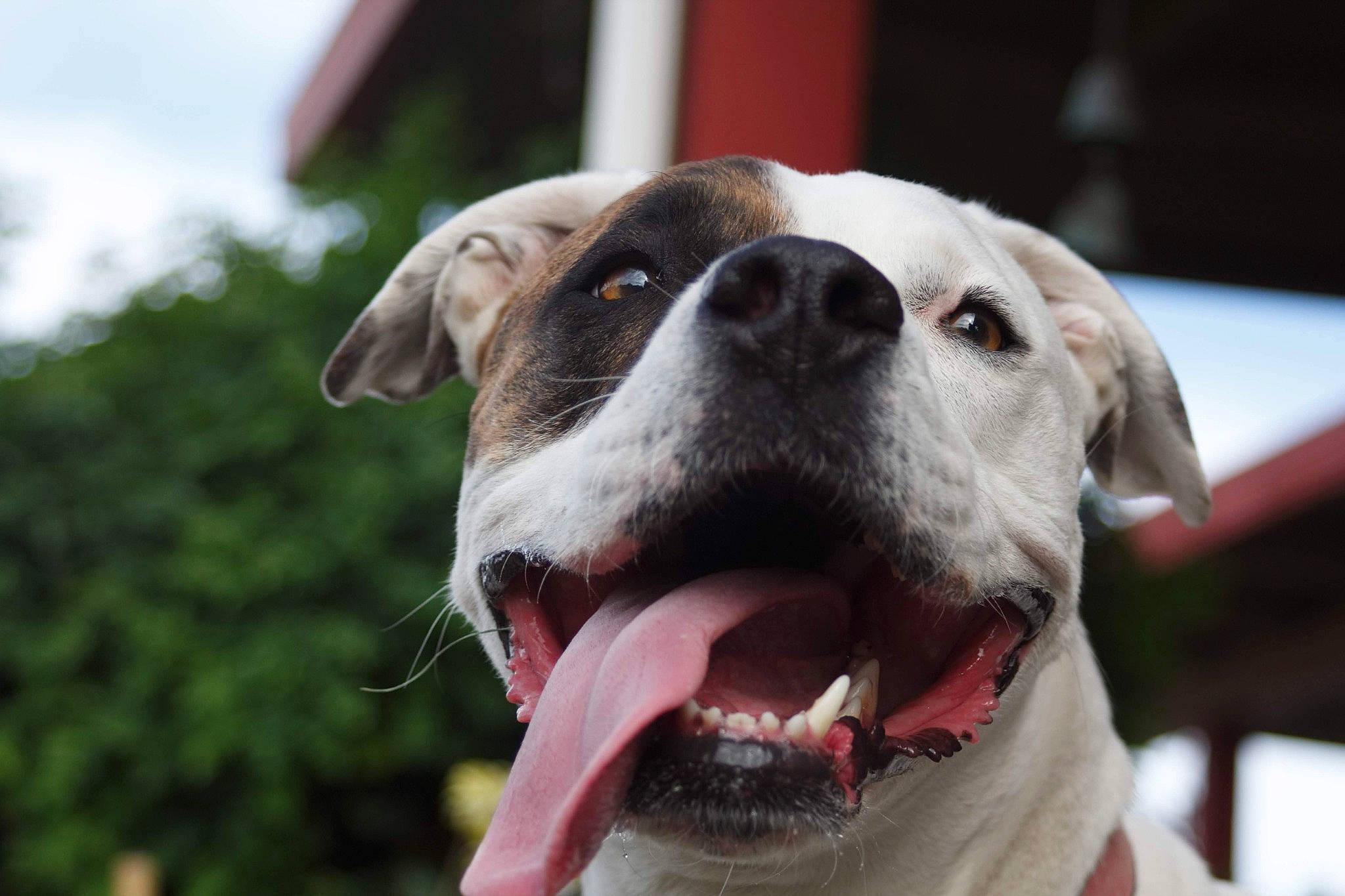 Pete is registered to the contest to win money with this photo: canidae, carnivore, collar, companion_dog, dog, dog_breed, dog_collar, fang, fawn, fur, grass, guard_dog, jaw, pet_supply, smile, snout, sporting_group, whiskers, working_animal, working_dog