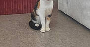 Stella participe au concours pour gagner de l'argent avec cette photo : cat, kitten, calico, animal, pet, sitting, upright, front_facing, face, eyes, ears, paws, tail, carpet, indoors, home, sofa, ottoman, portrait, cute