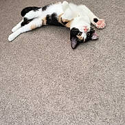 Stella a rejoint le concours — aidez-le/la à gagner de superbes lots ! cat, calico_cat, pet, animal, lying_down, upside_down, playful, funny, pink_paw_pads, toe_beans, blue_eyes, carpet, indoor, living_room, couch, cushion, home, relaxed, portrait, photography