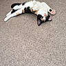 cat, calico_cat, pet, animal, lying_down, upside_down, playful, funny, pink_paw_pads, toe_beans, blue_eyes, carpet, indoor, living_room, couch, cushion, home, relaxed, portrait, photography