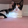 Stella a rejoint le concours — aidez-le/la à gagner de superbes lots ! cat, kitten, calico, animal, pet, black_and_white, orange_patches, sitting, lying_down, looking_at_camera, wide_eyes, pointed_ears, whiskers, pink_nose, paws, wooden_shelf, cushion, indoor, cozy, portrait