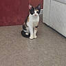 Stella a rejoint le concours — aidez-le/la à gagner de superbes lots ! cat, kitten, calico, animal, pet, sitting, indoors, carpet, floor, furniture, chair, ottoman, home, portrait, looking_at_camera, ears, paws, tail, black_white_orange, cute