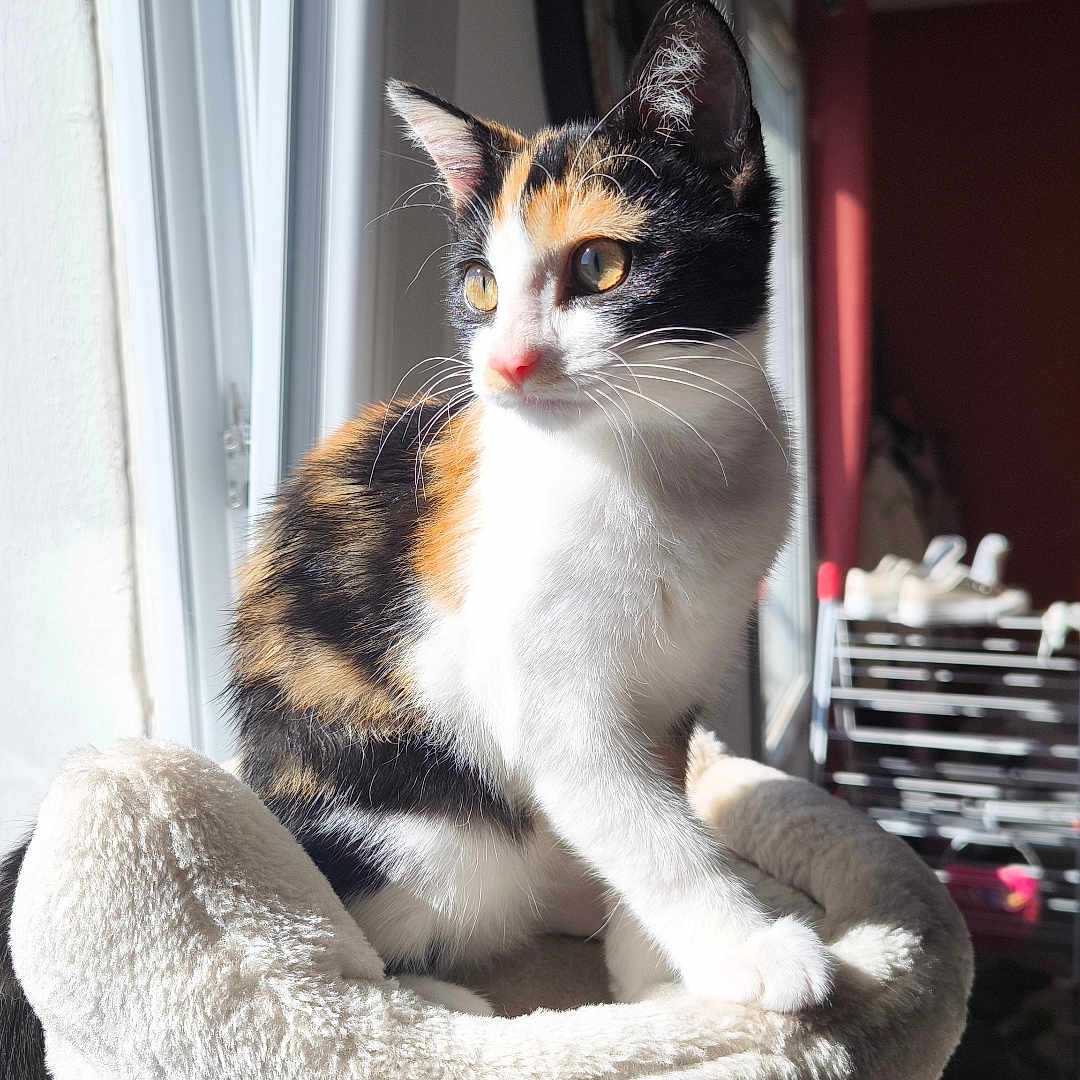 Stella a rejoint le concours — aidez-le/la à gagner de superbes lots ! cat, calico_cat, pet, animal, feline, sitting, cat_tree, window, sunlight, indoors, portrait, fluffy, whiskers, ears, eyes, white_chest, orange_fur, black_fur, home, daylight