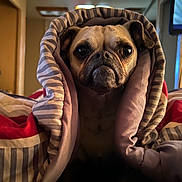 Wingnut is registered to the contest to win money with this photo: dog, pug, blanket, striped, bed, indoors, pet, cute, portrait, cozy, warm, expression, fur, animal, snug, resting, closeup, face, eyes, nose