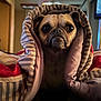 dog, pug, blanket, striped, bed, indoors, pet, cute, portrait, cozy, warm, expression, fur, animal, snug, resting, closeup, face, eyes, nose