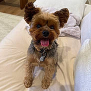 Pepi is registered to the contest to win money with this photo: animal, blanket, collar, companion, couch, cozy, cute, dog, ears_up, front_legs, fur, happy, indoor, pet, small_dog, smiling, tag, tongue_out, wood_floor, yorkshire_terrier