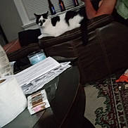 Oreo joined the competition — help win amazing prizes! black_and_white_cat, blurred, bottle, casual, cat, clutter, couch, evening, furniture, household, indoor, living_room, mobile_phone, paper, person, relaxing, rug, seated, table, window