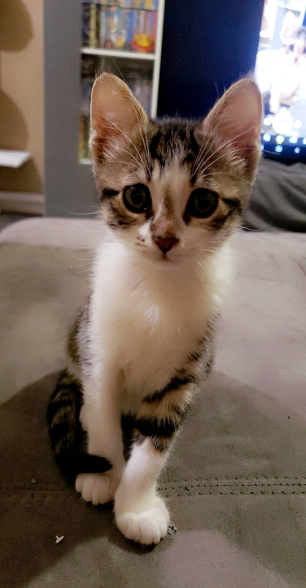 Estella participe au concours pour gagner de l'argent avec cette photo : carnivore, cat, claw, domestic_short_haired_cat, felidae, fur, paw, small_to_medium_sized_cats, snout, tail, terrestrial_animal, whiskers