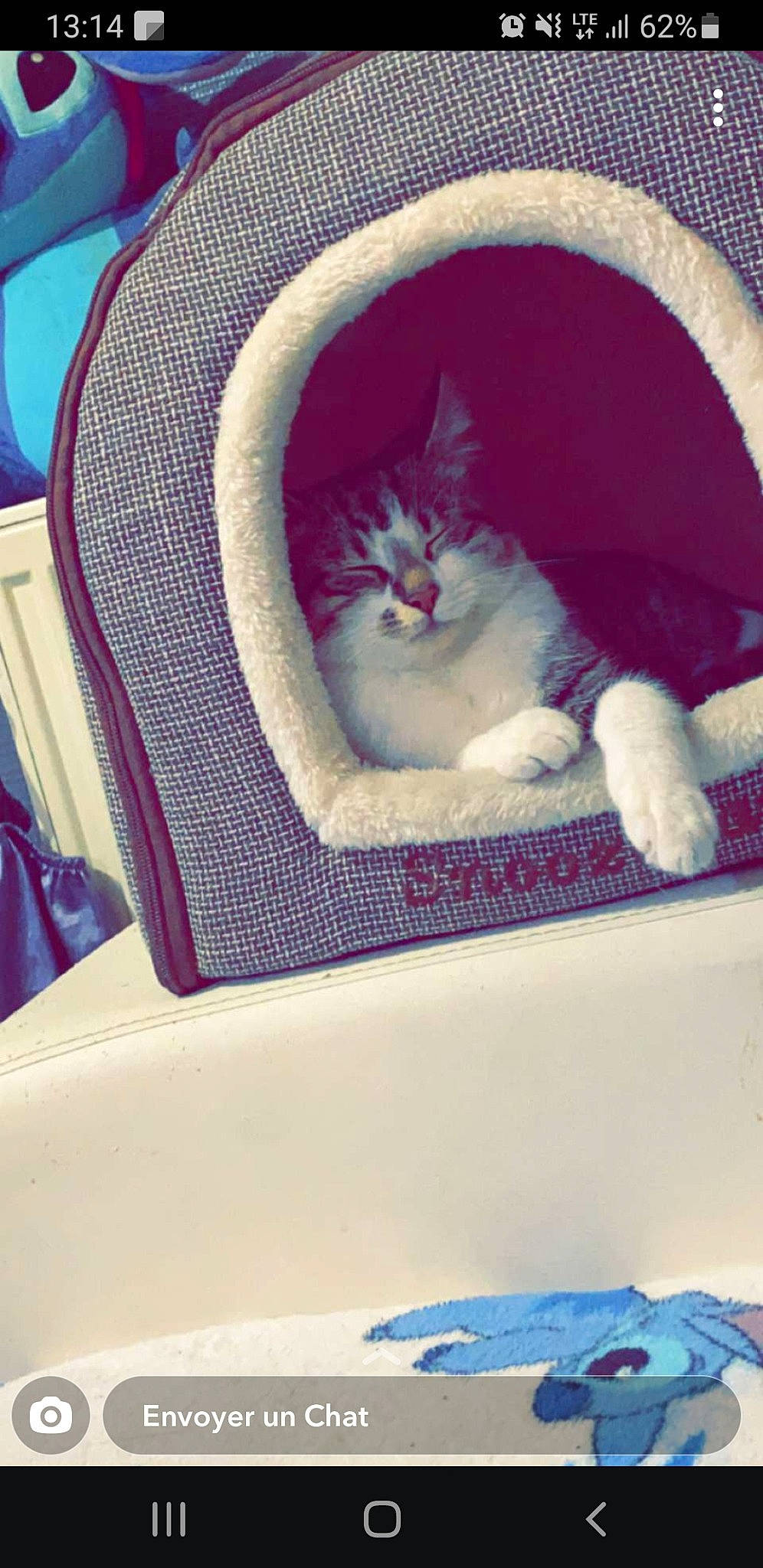 Estella participe au concours pour gagner de l'argent avec cette photo : blue, carnivore, cat, cat_bed, cat_supply, comfort, domestic_short_haired_cat, felidae, fur, grey, linens, magenta, paw, pink, purple, small_to_medium_sized_cats, tail, textile, vertebrate, whiskers
