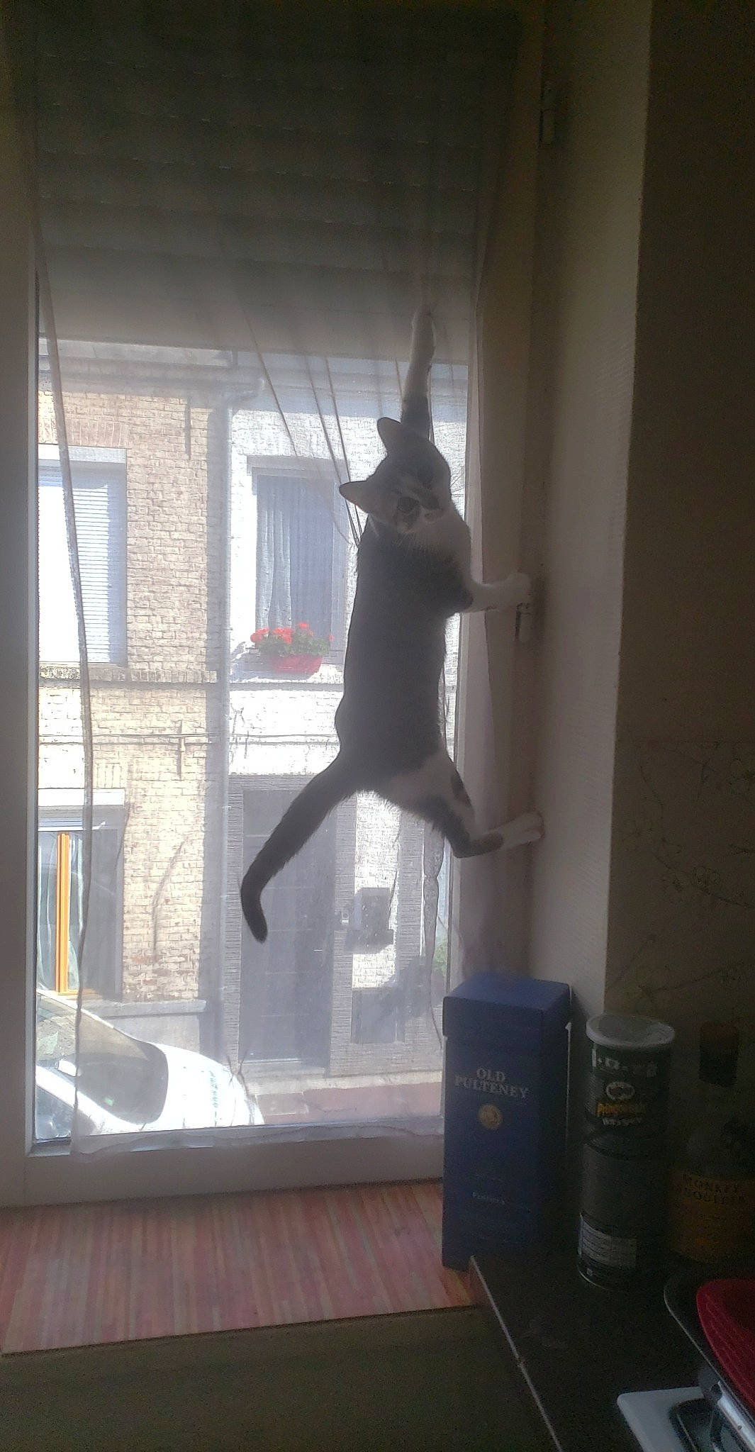 Estella participe au concours pour gagner de l'argent avec cette photo : curtain, door, felidae, flooring, glass, hardwood, mammal, room, sash_window, shade, shadow, small_to_medium_sized_cats, tail, tints_and_shades, vertebrate, window, window_blind, window_covering, window_treatment, wood
