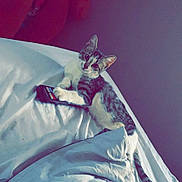 Estella a rejoint le concours — aidez-le/la à gagner de superbes lots ! bed, bed_sheet, bedding, carnivore, cat, dress, electric_blue, fashion_design, felidae, human_body, human_leg, leg, linens, magenta, petal, purple, sleeve, small_to_medium_sized_cats, toy, whiskers