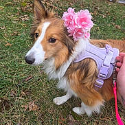Eevee joined the competition — help win amazing prizes! dog, collie, pet, animal, fluffy, long_hair, brown_and_white, pink_flowers, flower_crown, lavender_harness, leash, outdoor, grass, park, sitting, portrait, close_up, cute, fashionable, companion