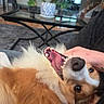 Eevee is registered to the contest to win money with this photo: dog, pet, canine, fluffy, long_hair, brown_and_white, upside_down, open_mouth, teeth, smiling, playful, happy, close_up, portrait, cuddling, human_hand, tattoo, living_room, coffee_table, houseplant
