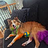 Eevee is registered to the contest to win money with this photo: dog, sheltie, pet, fluffy, long_hair, portrait, sitting, lounging, happy, smiling, open_mouth, colorful_fur, dyed_fur, multicolored, ball, toy, armchair, couch, indoor, home
