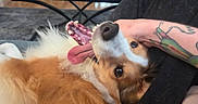 Eevee joined the competition — help win amazing prizes! dog, pet, fluffy, long_hair, brown_and_white, lying_down, upside_down, belly_rub, chew_toy, toy, playful, relaxed, happy, indoor, living_room, person, tattoo, arm, fur, close_up