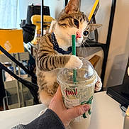 Harley joined the competition — help win amazing prizes! kitten, cat, tabby, drink, plastic_cup, straw, indoor, table, hand, collar, furniture, shelf, blurred_background, cozy, curious, pet, domestic, cute, playful, young_cat
