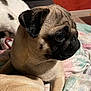pug, dog, pet, animal, close_up, indoor, blanket, cat, white_cat, black_spots, resting, cozy, fur, face, side_view, cute, companion, domestic, soft_light, portrait