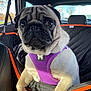 pug, dog, pet, car, backseat, harness, purple_harness, seat_cover, black, orange, sunlight, wrinkles, closeup, animal, canine, transport, window, leather_seat, road_trip, curious