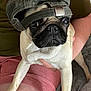 dog, pug, pet, cap, hat, indoors, person, lap, shorts, green_shirt, face, wrinkles, cute, animal, expression, casual, furniture, comfort, closeup, portrait