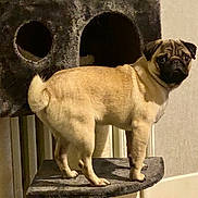 Reine a rejoint le concours — aidez-le/la à gagner de superbes lots ! pug, dog, pet, indoor, cat_tree, platform, furniture, radiator, wall, floor, curious, standing, looking_back, short_hair, animal, companion, domestic, small_dog, light_brown, cozy