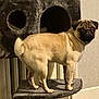 pug, dog, pet, indoor, cat_tree, platform, furniture, radiator, wall, floor, curious, standing, looking_back, short_hair, animal, companion, domestic, small_dog, light_brown, cozy