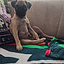 Thor is registered to the contest to win money with this photo: animal, blanket, couch, cute, dog, ears, eyes, face, fur, home, indoor, looking, pet, pillow, pug, puppy, sitting, small_dog, snout, young